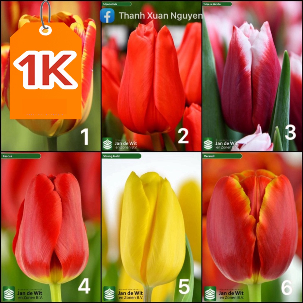 Deal K C Gi Ng Hoa Tulip Tuy L P Ng Y Cho Hoa Shopee Vi T Nam