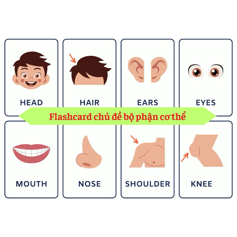 Bộ 16 thẻ học ép plastic chủ đề bộ phận cơ thể flashcard body parts