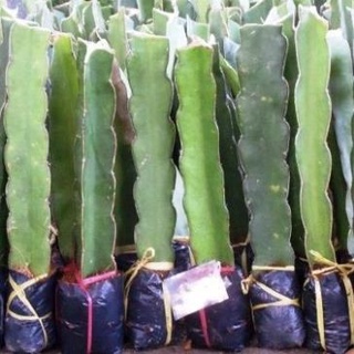 Thanh Long Ruột Trắng .
