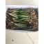 cây hẹ giống : gốc hẹ (củ hẹ):1kg 55.000