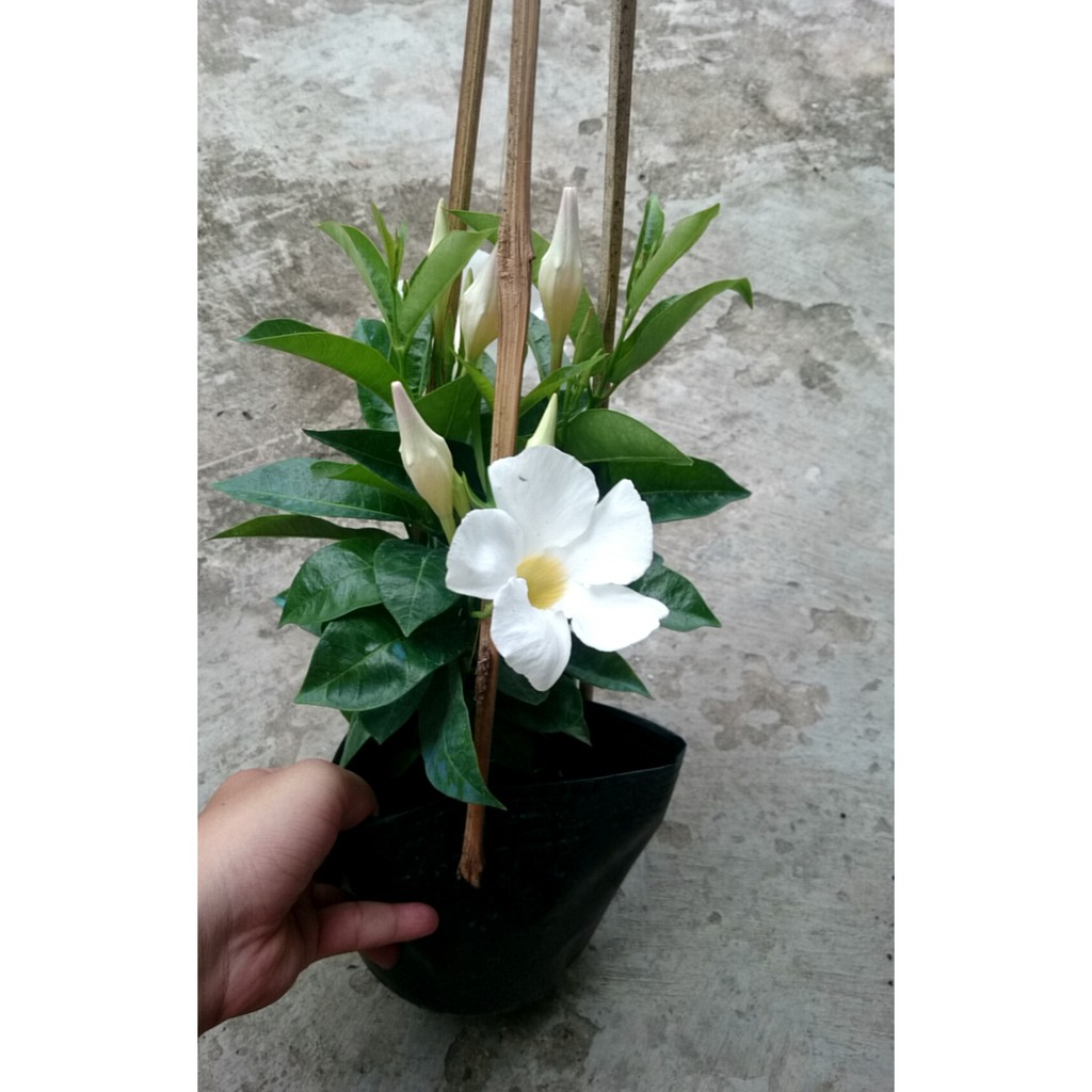 Cây Tuyết Anh (thân leo) huỳnh anh trắng - cây cảnh sân vườn