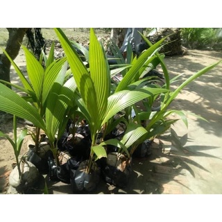 combo 2 cây dừa sáp sữa tặng 1 cây
