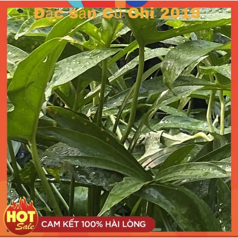 [Combo 20 cây tặng 2] Cây giống rau móp | Shopee Việt Nam