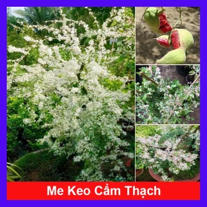Cây me bonsai cẩm thạch - cây cảnh bonsai