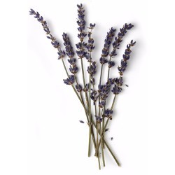 20 cành hoa khô Oải Hương-Lavender trang trí chụp ảnh, decor ...