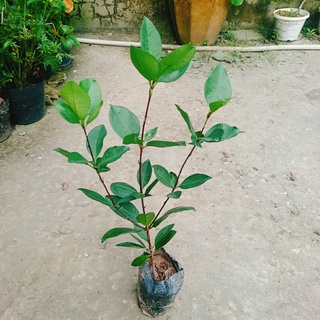 Cây Cherry Brazil - cây ăn quả