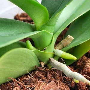 Vỏ Dừa Cắt Miếng Trồng Lan, Hoa Kiểng Gói 5dm