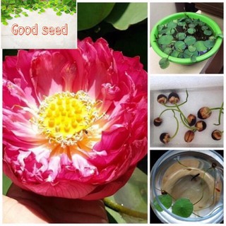 [Đã Cắt Đầu] Gói 4 Hạt Giống Hoa Sen Bách Diệp màu đỏ nảy mầm 100%