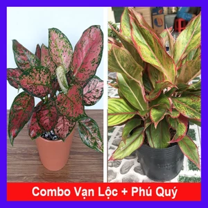 Combo cây vạn lộc + cây phú quý