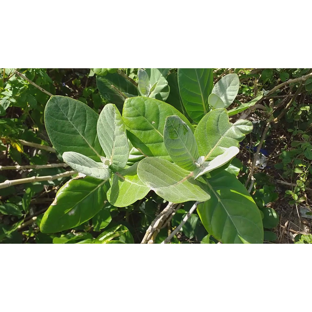 Cây lá hen khô thượng hạng JINDO 1kg hỗ trợ cho người bị ho, hen xuyễn
