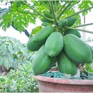 ĐU ĐỦ VÀ NHỮNG TÁC DỤNG ĐẾN BỆNH LÝ UNG THƯ