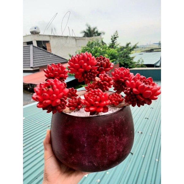 Sen đá ruby đỏ đẹp nặn từ đất sét | Shopee Việt Nam