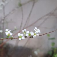 kazelete
