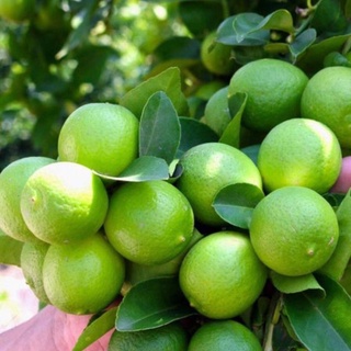 Cây chanh tứ quý ra quả quanh năm cao 60-90 cm .