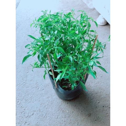 Cây ớt hiểm - cây cảnh sân vườn