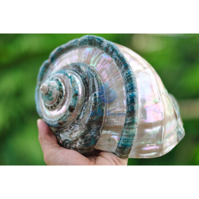 ỐC XÀ CỪ XANH | Shopee Việt Nam