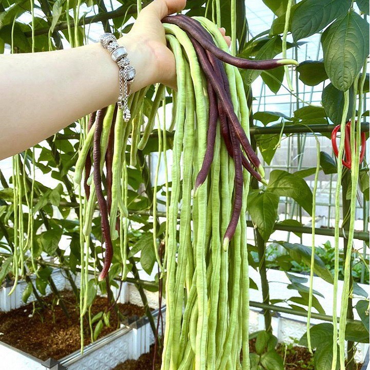 🍀Hạt Giống Đậu Đũa Tím🍀 Siêu Quả Gói 10 Gam Hạt cực kỳ năng suất