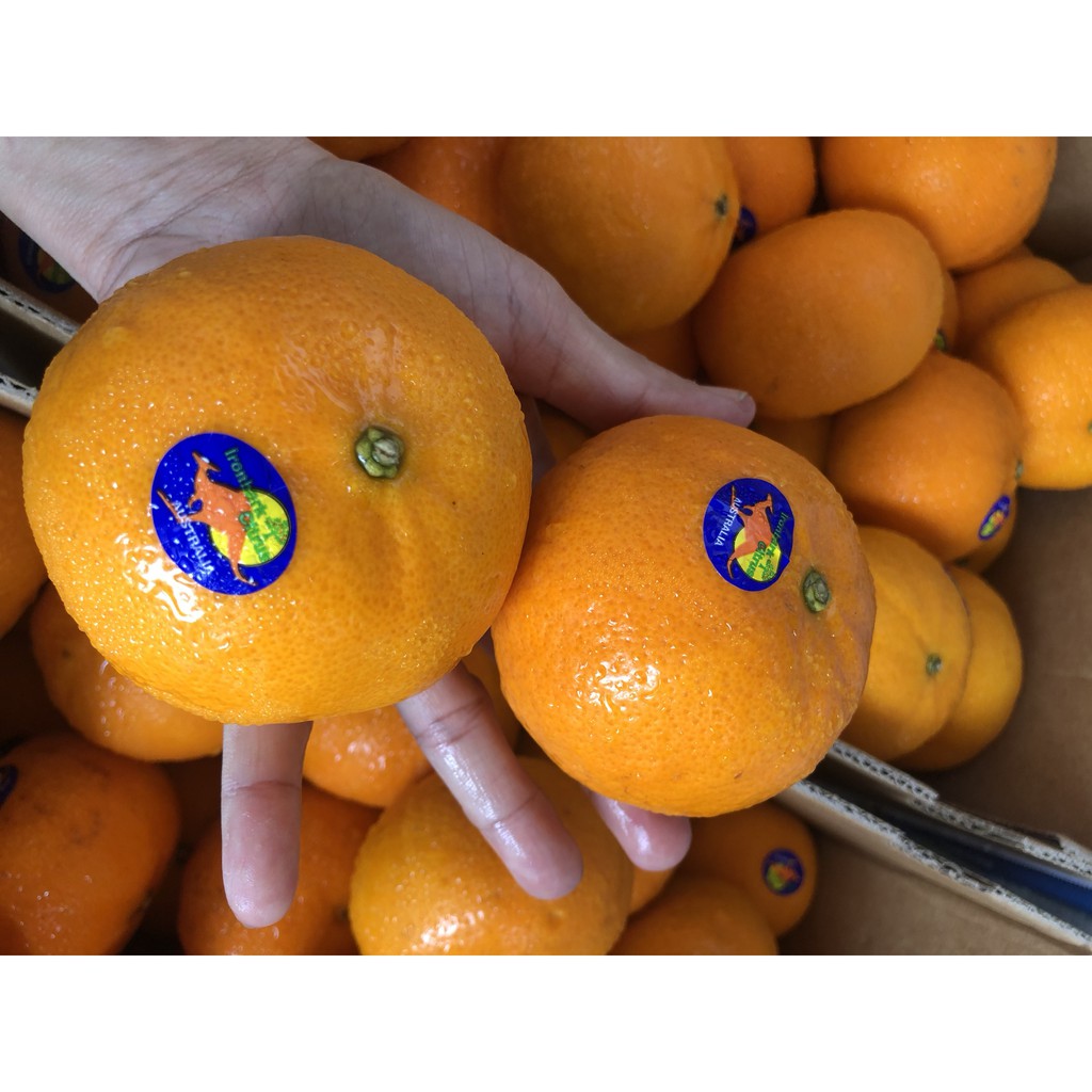 [ GIAO HỎA TỐC HCM ] [ JENNY FRUIT ] Set 1 kg Quýt Úc ngon ngọt