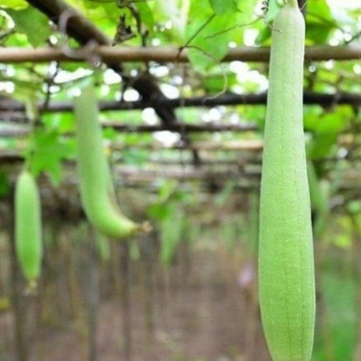 Bộ 2 gói hạt giống mướp hương Thái Lan