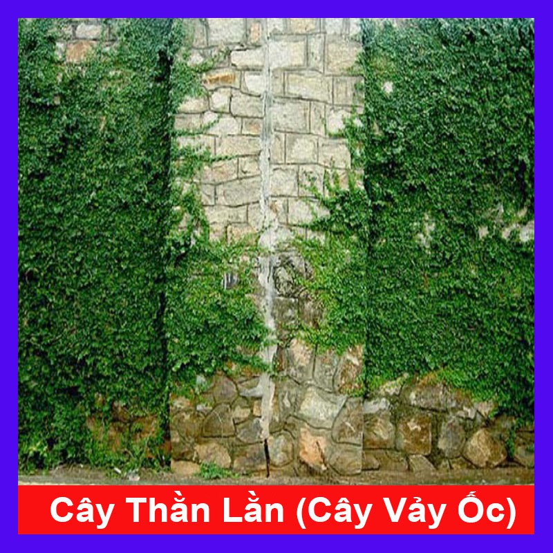 Cây vảy ốc - cây thằn lằn leo tường - cây cảnh sân vườn