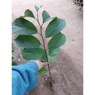 Cây na dứa Đài Loan cao 60-90 cm cây ghép .