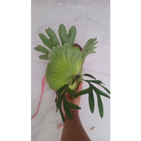Cây ổ rồng | Shopee Việt Nam