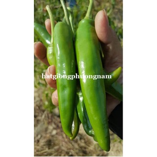 5 Hạt - Hạt Giống Ớt Sừng Ngọt Hàn Quốc Phương Nam