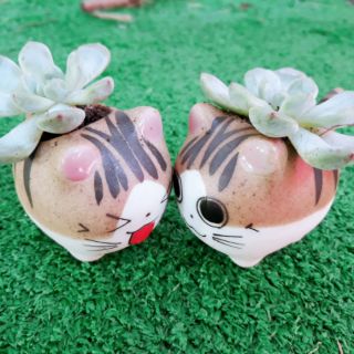 Chậu sứ sen đá mèo xinh