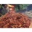 1KG THẢO QUẢ KHÔ THƠM TÂY BẮC - LẺ BẰNG SỈ