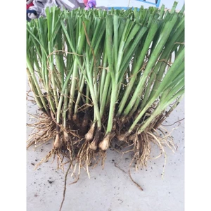 cây hẹ giống : gốc hẹ (củ hẹ):1kg 55.000