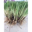 cây hẹ giống : gốc hẹ (củ hẹ):1kg 55.000