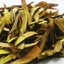 Cây mật gấu thượng hạng JINDO 1kg hỗ trợ cho các b ệnh ngoài da, tiêu hoá, xương khớp
