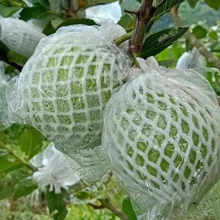 100 túi xốp bọc ổi sẵn chun và nilong kèm theo .