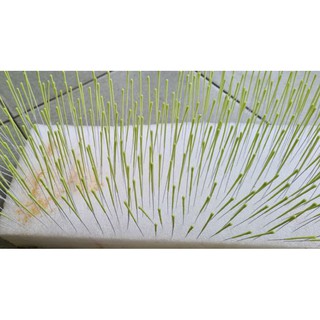 Nhụy hoa đào, hoa mai bằng đất sét(100 sp)