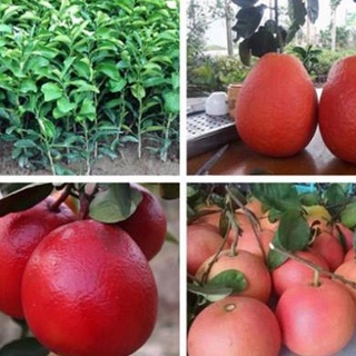 Cây Giống Bưởi Đỏ Phúc Kiến .