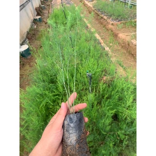 Cây măng tây xanh cao 20-30 cm trồng 4 tháng có măng dễ chăm sóc( ảnh thật hình cuối) .