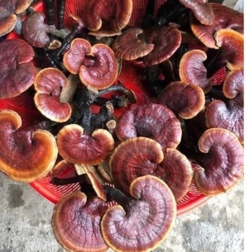 ✅[SALE]500g Nấm Lim xanh rừng Tây Bắc hỗ trợ bênh gout
