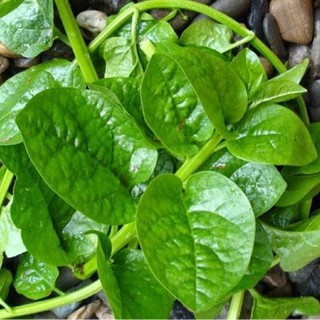 Hạt giống rau Mồng Tơi Cao Sản, sinh trưởng khoẻ, kháng sâu bệnh - gói 20 gam