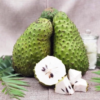 Cây mãng cầu xiêm ( mãng cầu gai) cao 50-70 cm .