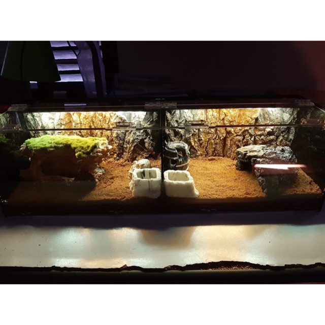 Tank nuôi nhện, rết, rắn,... 50-15-15cm có vách ngăn tháo được (tank ...