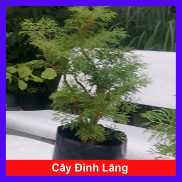 Cây Đinh Lăng - Cây cảnh sân vườn
