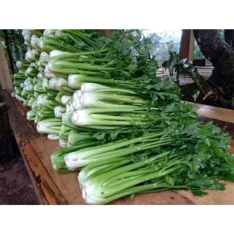 1gr hạt giống rau cần tây khổng lồ chịu nhiệt Mỹ f1 🍄🤗 SIÊU NẢY MẦM🤗🌹 năng suất cao