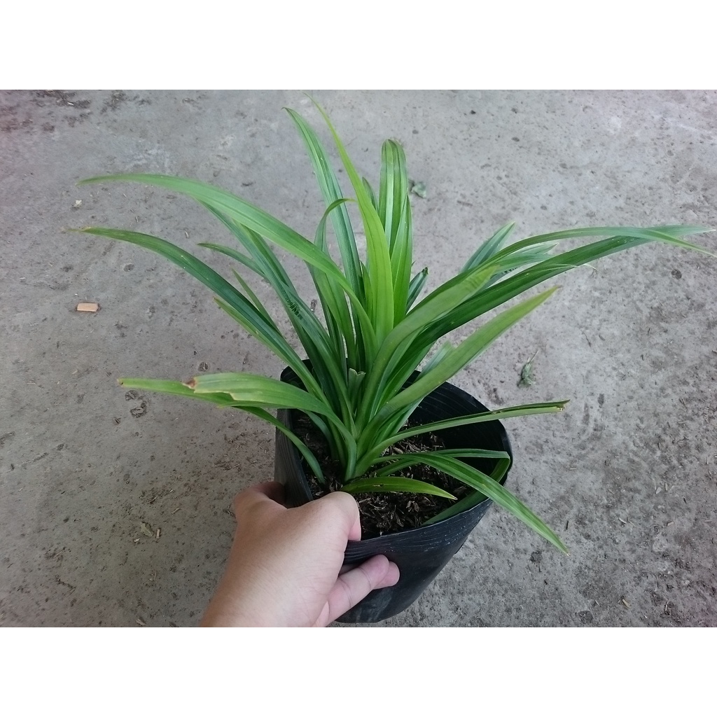 Cây lá dứa ( cây lá nếp ) - cây cảnh sân vườn