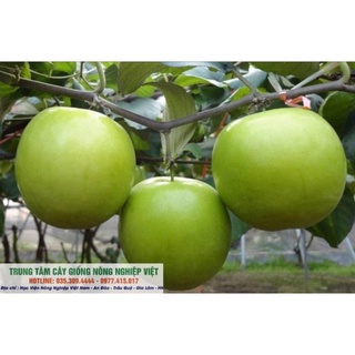 Cây Giống Táo Đài Siêu Năng Suất .