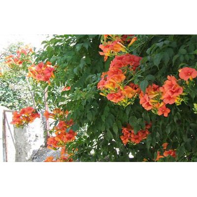 Cây hoa đăng tiêu - Cây cảnh sân vườn