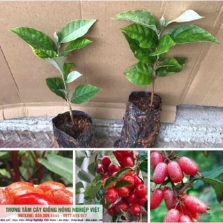 Cây Giống Nhót Ngọt Nhức Nách .