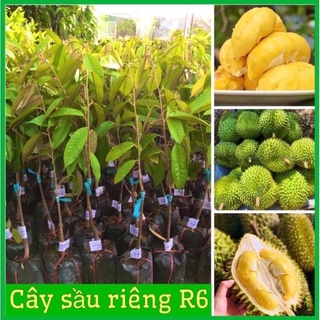 Cây giống sầu riêng ghép mắt chuẩn giống .