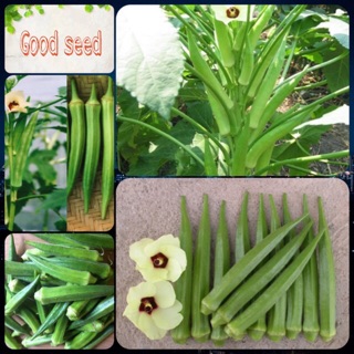 Hạt giống Đậu Bắp Xanh cao sản, sinh trưởng phát triển khoẻ, kháng sâu bệnh tốt , năng xuất cao - 10 gam hạt
