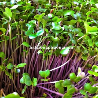 Hạt Giống Mầm Củ Cải Đỏ Phương Nam