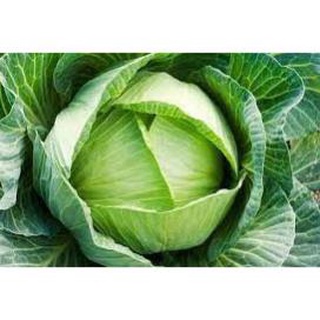 Hạt giống rau cải bắp chịu nhiệt Nhật .